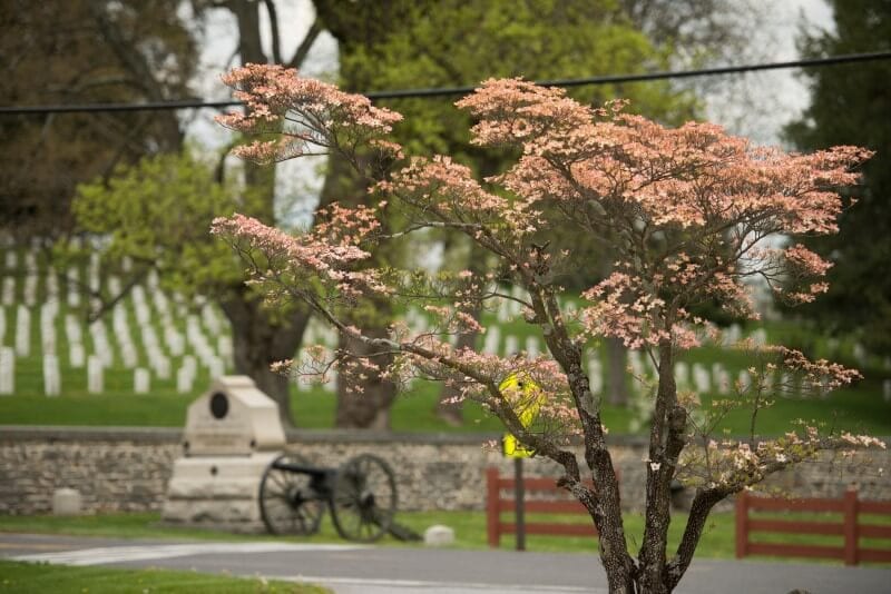 tree in National Cemetery Gettysburg PA (1)