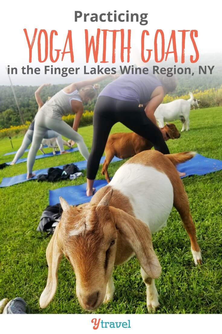 Goat Yoga in the Finger Lakes NY state is a fun thing to do. Have you done it before? Do you think you'd love it? Click to read more and share your goat yoga experiences