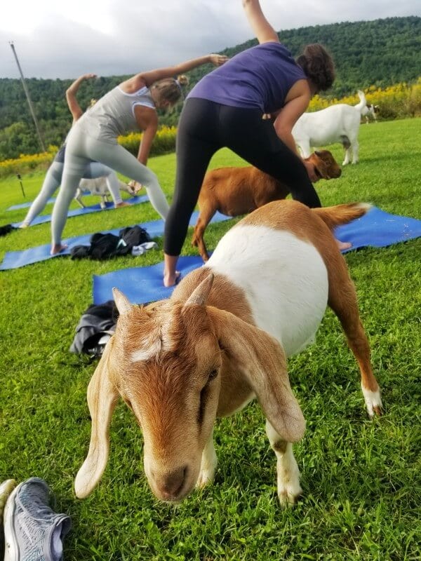 goat yoga experience