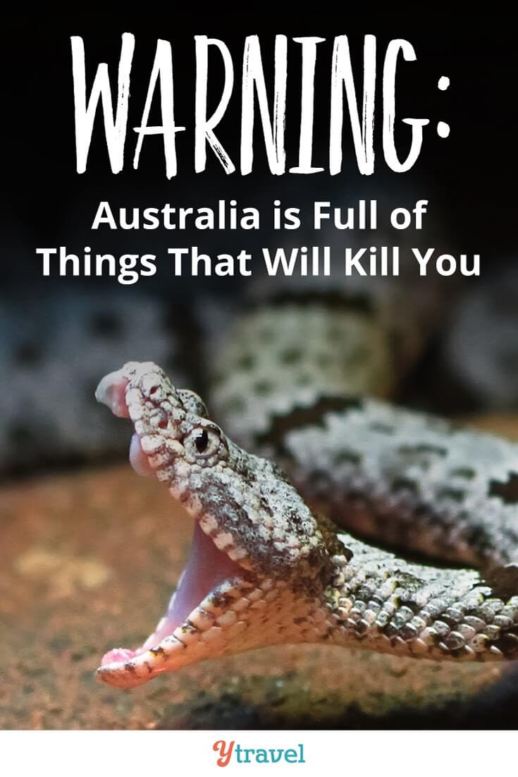 Yes. Australia is full of animals that can kill you. We have the most deadliest animals in the world, yet they rarely strike. Don't worry, we're keeping you safe with these tips.