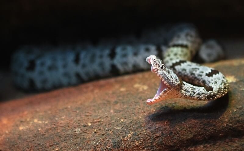 deadly australian snakes