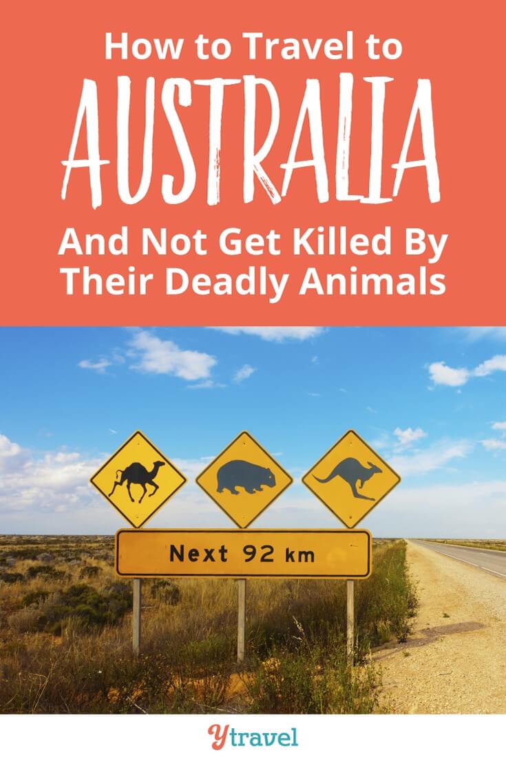 Never let a few deadly animals get in the way of a great vacation. Here's how you can still travel to Australia and not get killed by our deadly animals.