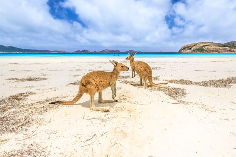 kangaroos on the beach