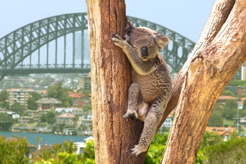 koalas in a tree sydney