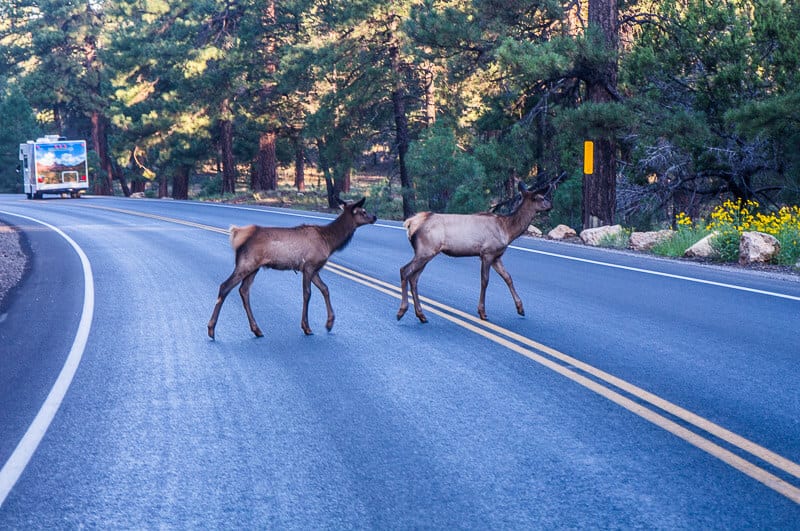 elk crossing Grand Canyon road