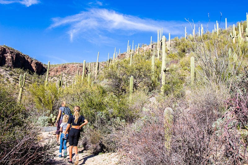 people walking on a hill filled with cacti