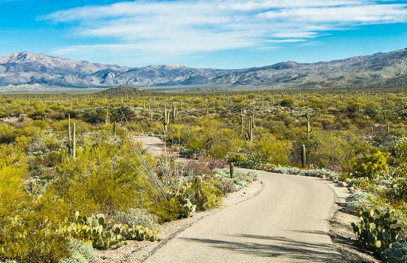 Cactus Loop Drive road running through , Saguaro National Park,