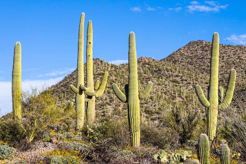 cactus on mountain at West Saguaro National Park