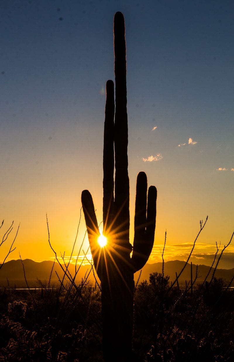 Sunset on the Desert Discovery Trail, Saguaro National Park, Tucson, Arizona