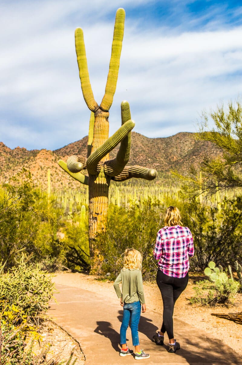 caz and savannah on path looking at saguaro cacti