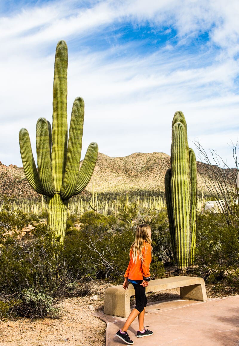 kalyra walking past saguaro cactus.