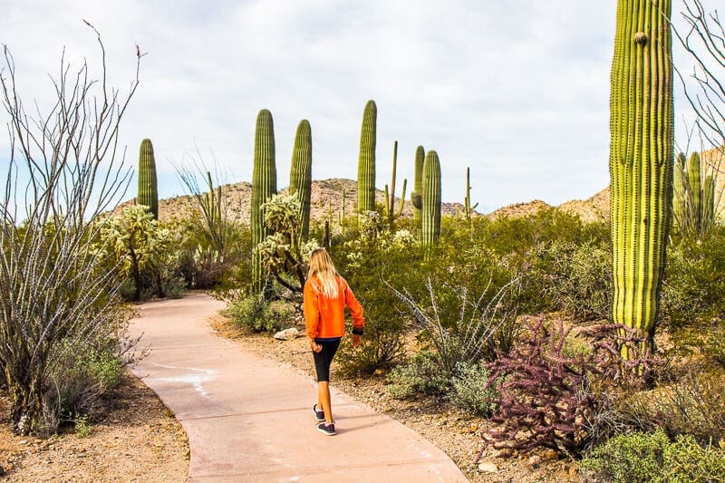 girl walking past cactus in Saguaro National Park, Arizona