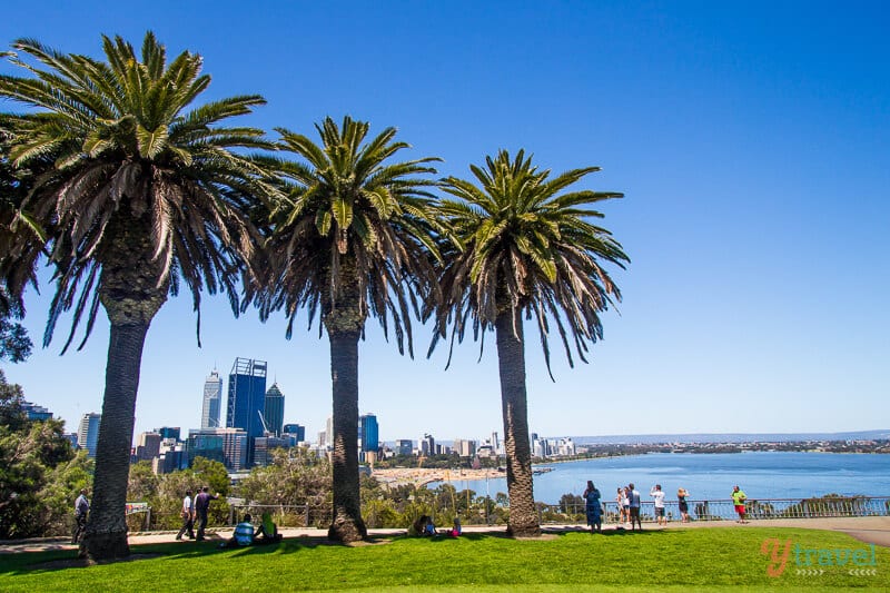 people standing under giant palm trees looking at beach and city view