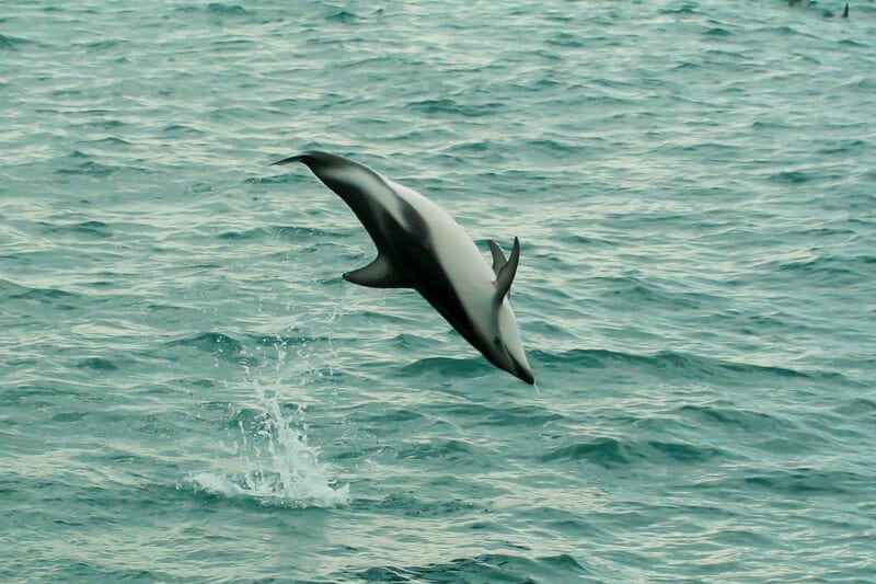 Swimming with dolphins in Kaikoura, New Zealand