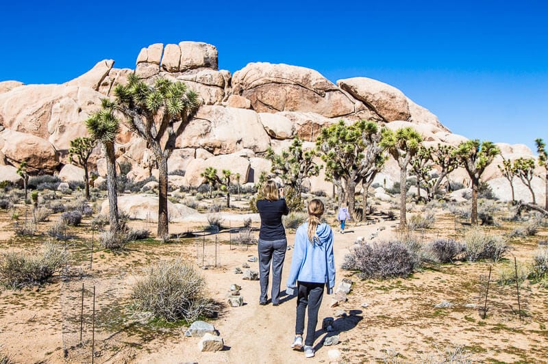 Best things to bash  successful  Joshua Tree National Park