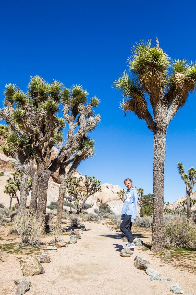 About Joshua Tree National Park