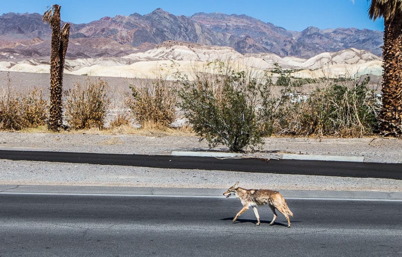 Coyote, Death Valley