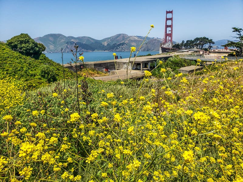 flower field with the golden gate bridge in the background
