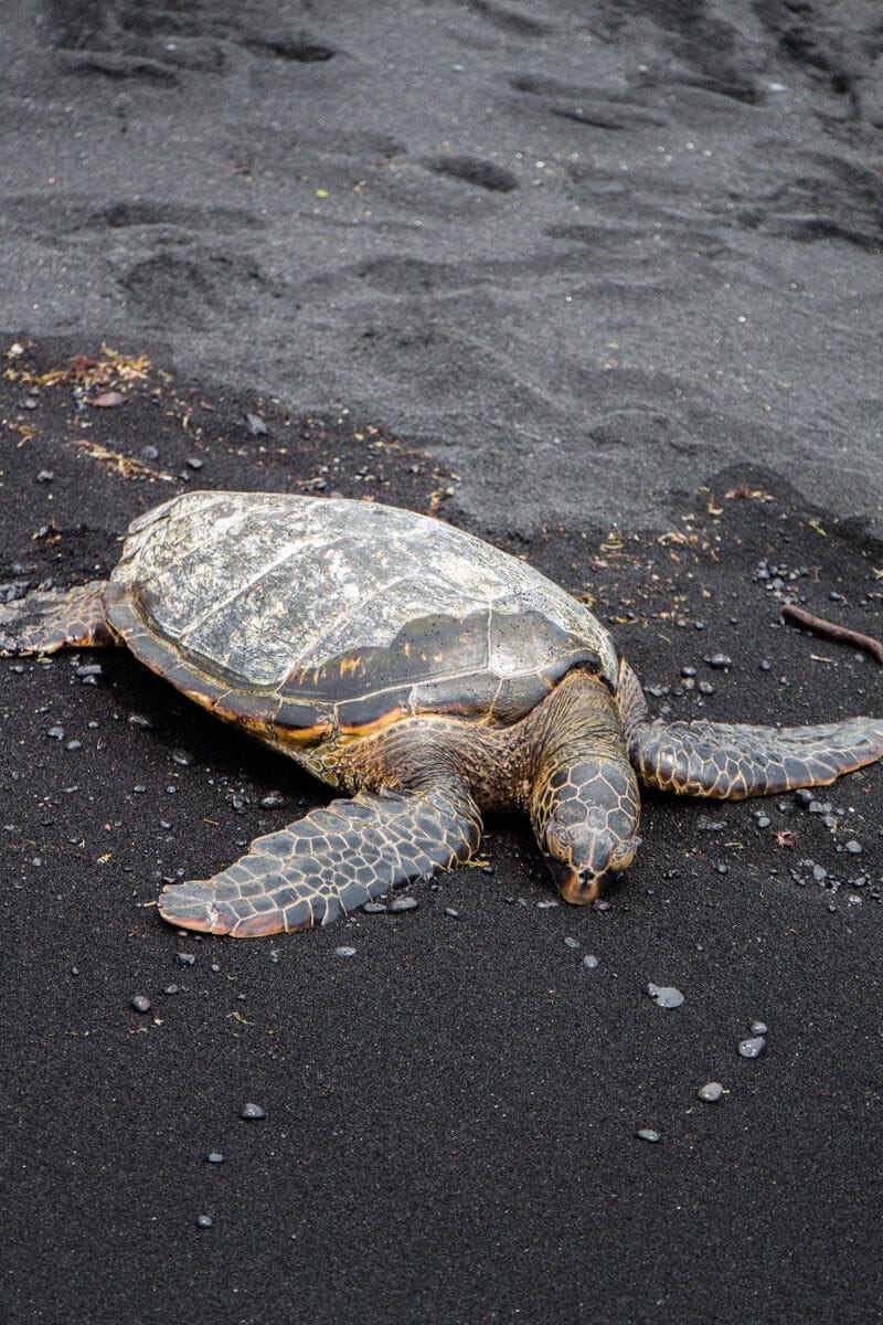 See Green Turtles on Black Sand Beach