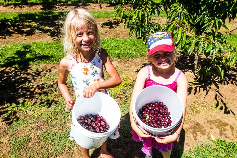 girls holding a bucket of cherries on the Hood River Fruit Loop Trail