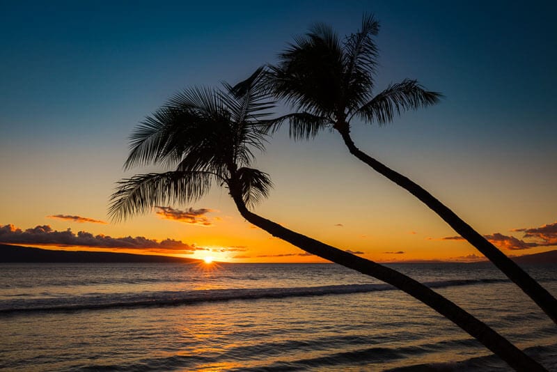 A sunset over a body of water in front of a palm tree