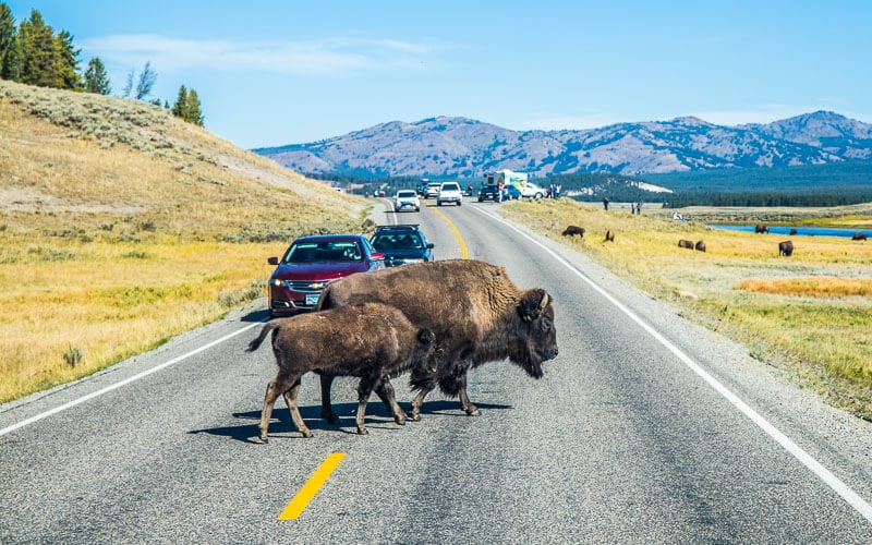 bison crossing the road in front of cars in yellowstone