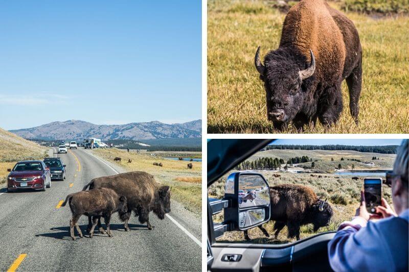 savannah taking pohoto of bison out the car window in Hayden Valley, Yellowstone National Park