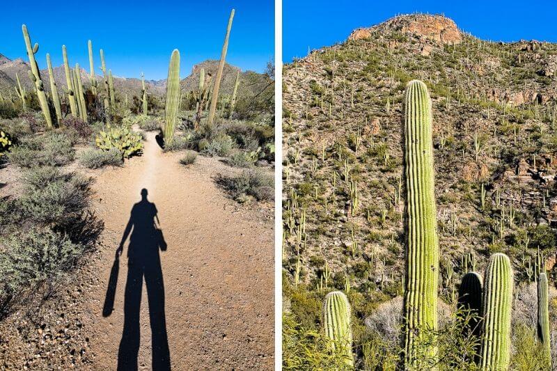 man hiking past cactus 
