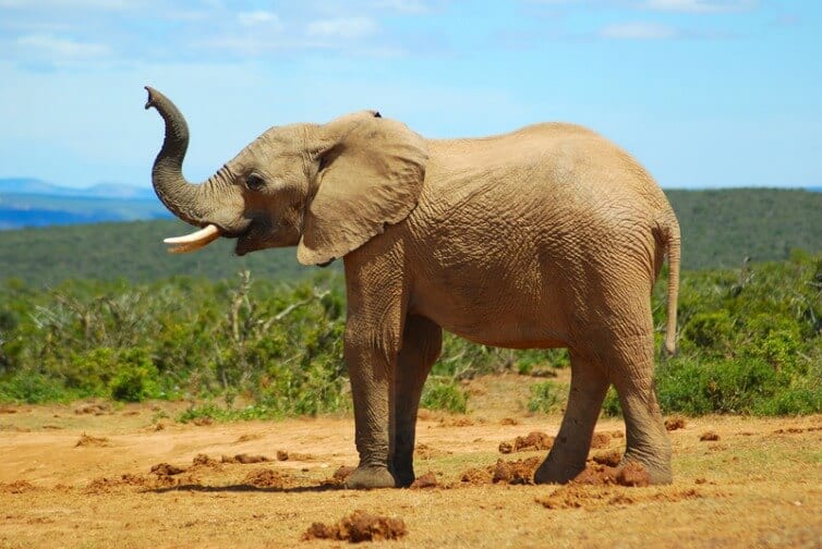elephant with trunk raised