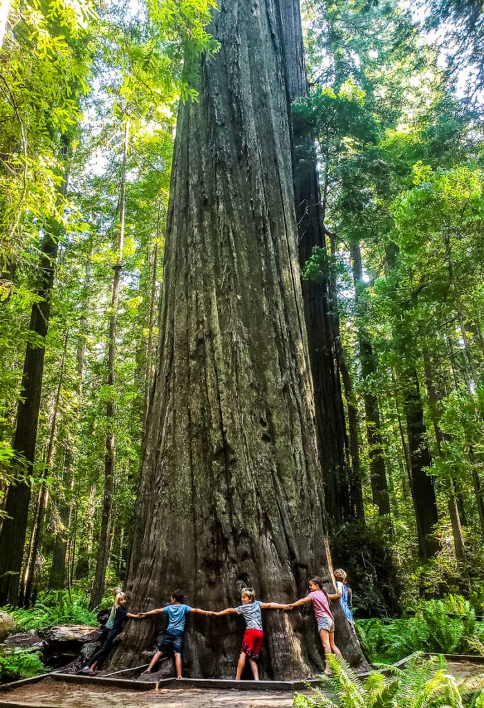 Founders Tree, Humboldt Redwoods State Park, California
