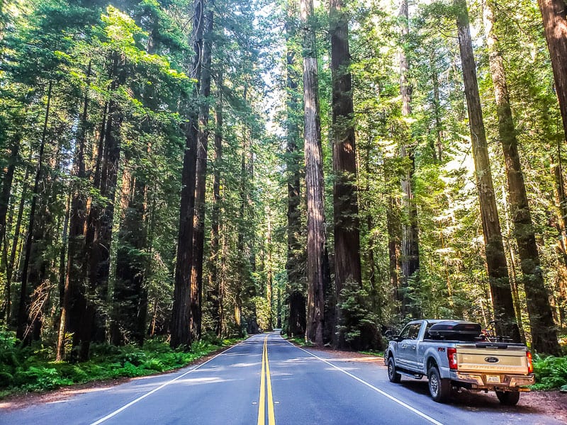 car parked on side of road beside towering redwoods on the Avenue of the Giants, 