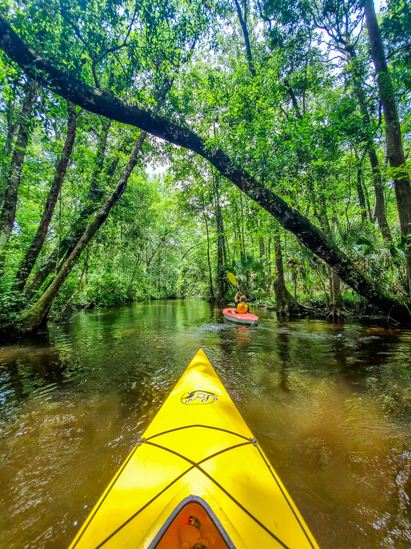 Kayaking the Aucilla River in Florida