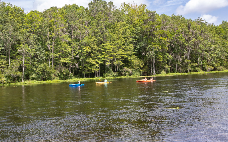 people kayaking in water surrounded by trees