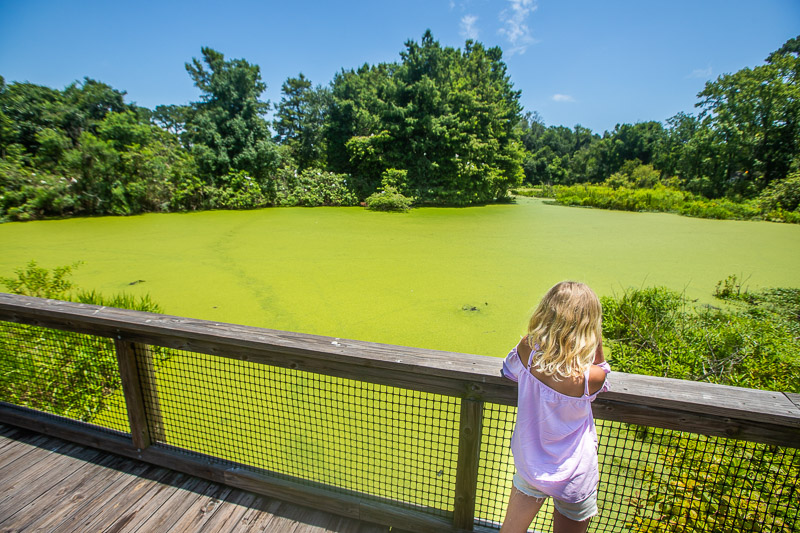 Cypress Wetland Park, Beaufort attraction not to miss