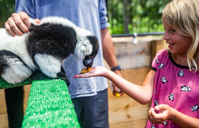 Meeting the lemurs at the North Florida Wildlife Center