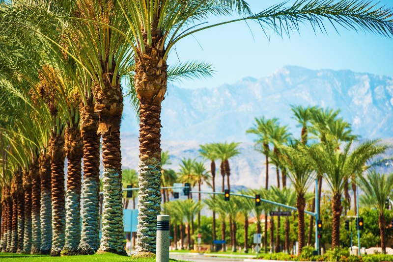 pam trees with mountains in distance Coachella Valley, California