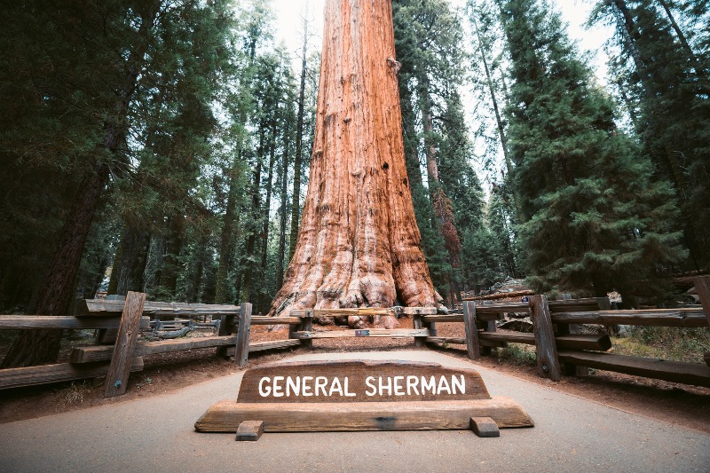 general sherman tree sequoia national park
