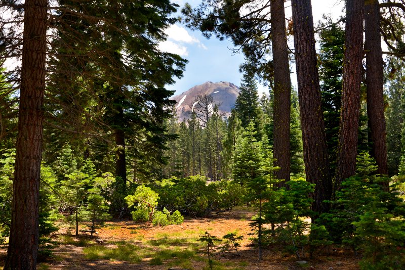 pine tree forest in front of mountain lassen volcanic national park