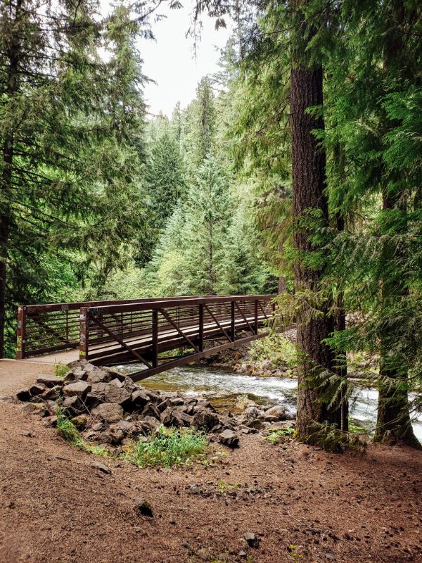 bridge over a river in a forest