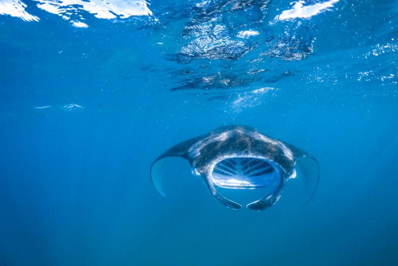 manta ray swim big island of hawaii