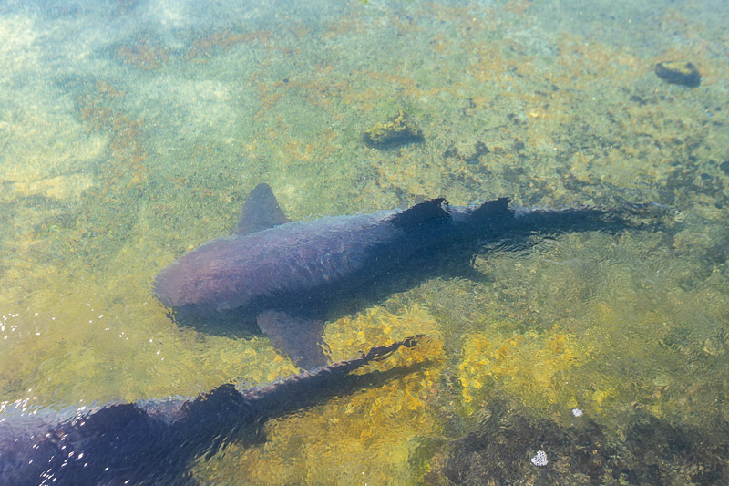baby shark swimming in the lagoon Florida Oceanographic coastal center stuart