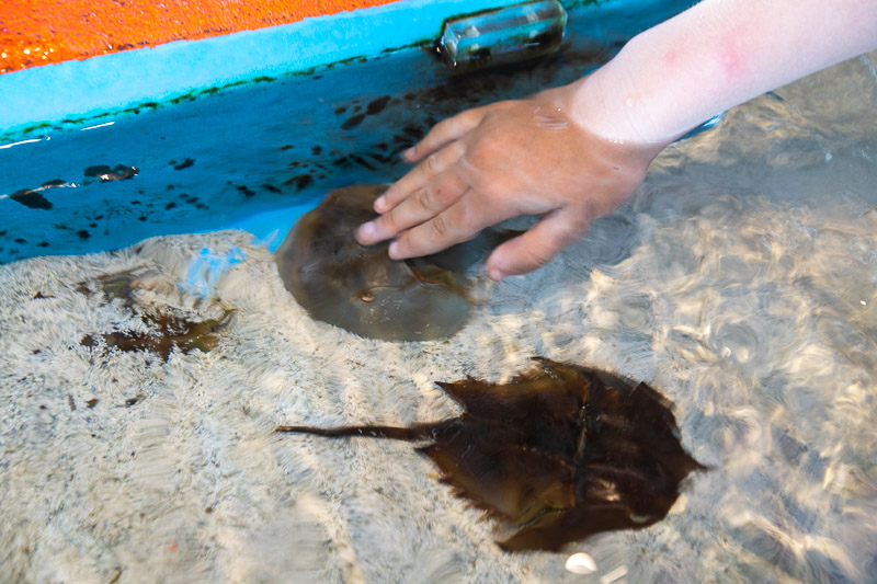 hand touching horseshoe crabs in touch tank