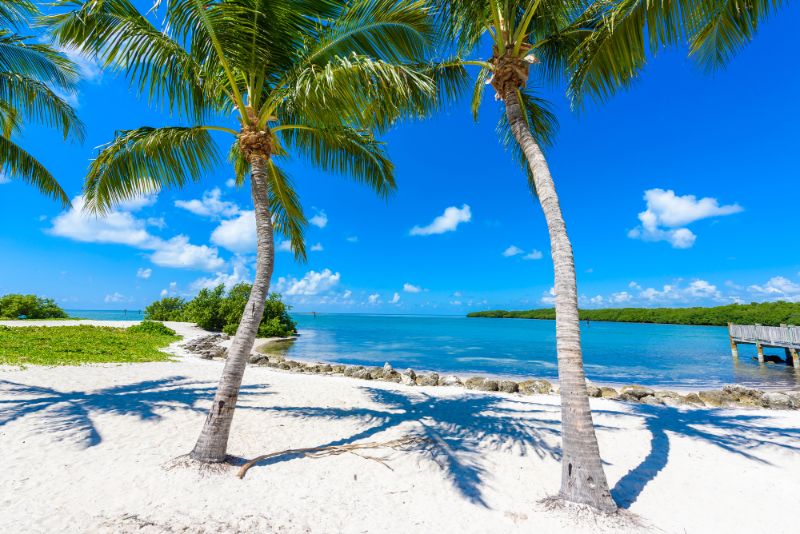 palm trees on Sombrero beach florida keys