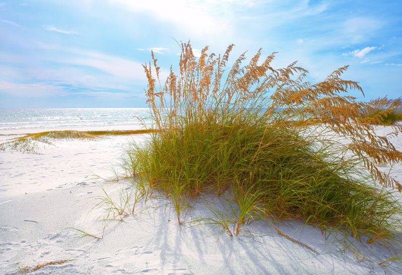 grass weeds on florida beach