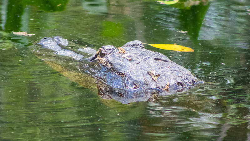 alligator swimming in the water