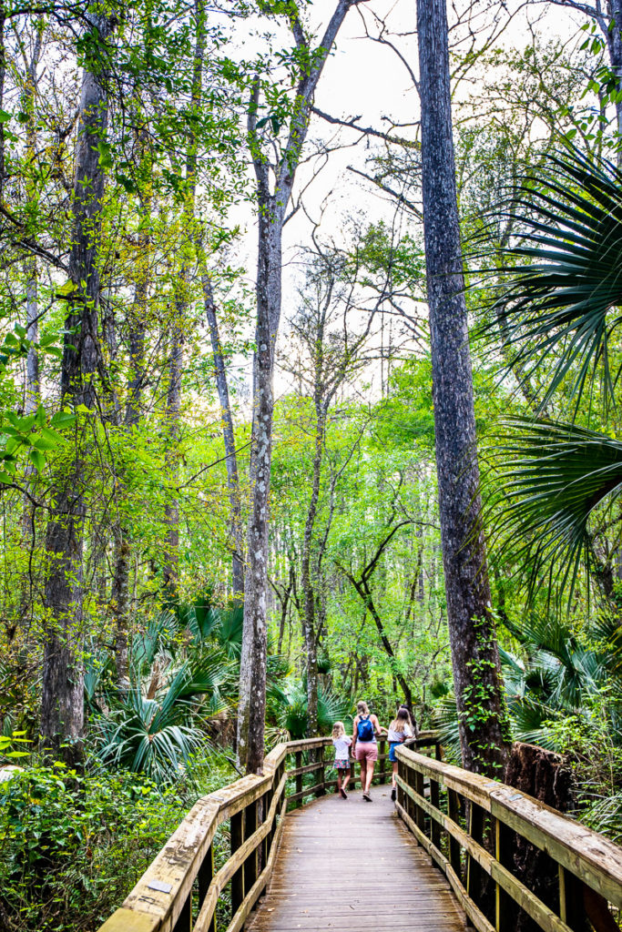 Cypress Swamp Trail, Highlands Hammock State Park, Florida