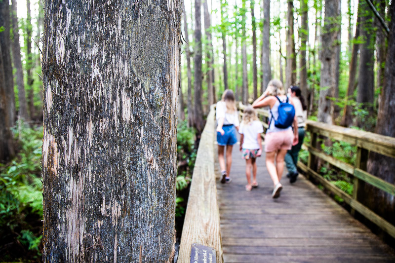 people walking on a board walk in a forest