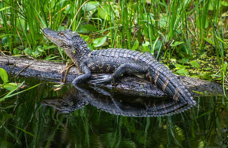 alligator on a log