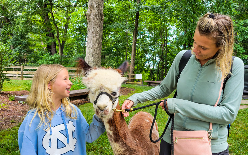 people petting an alpaca