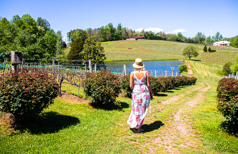 woman walking through a vineyard